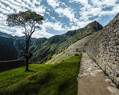 Image of the unique tree in Machu Picchu and the platforms (Andenes)
