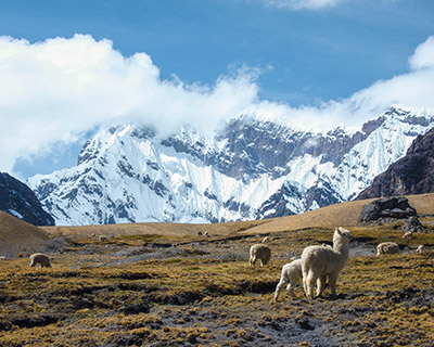 Photo from Upis with llamas and alpacas with the background of Ausangate Mountain
