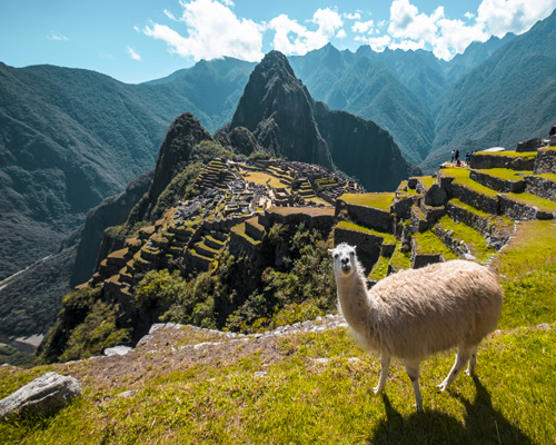 Llama with the background of the magnificent Machu Picchu